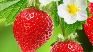 7 Benefits of Consuming Strawberries