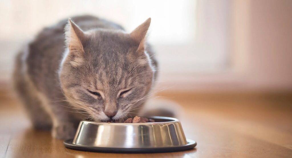 M&Ms, Mars, Whiskas, Katten, Snickers, Twix, and Pedigree,