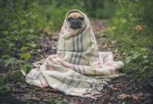 Mental Health and Pet Travel
