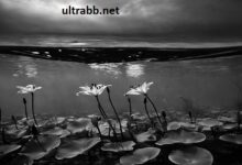 teary ocean nguyen duy tri â€¢ acid madness â€¢ 2023